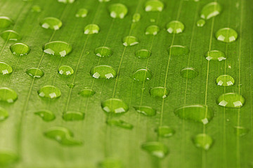 Beautiful green leaf with drops of water close-up