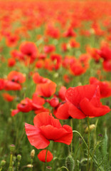 Field of poppies with beauty sky