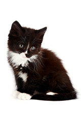 Black-and-white kitten