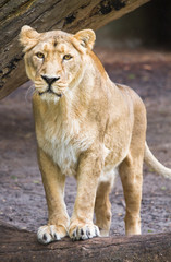 Naklejka na ściany i meble Kobieta azjatyckich lwica - Panthera leo persica