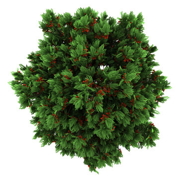 Fototapeta top view of european rowan tree isolated on white background