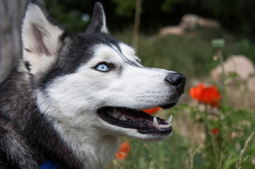 A Beautiful Husky