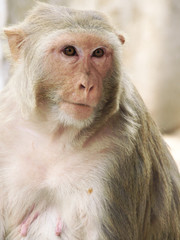 Portrait of monkey from india, summer 2011