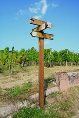 Sentier viticole alsacien