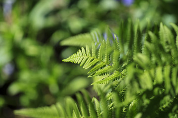 green fern leaves