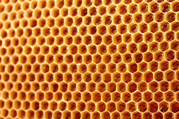 yellow beautiful honeycomb with honey, background