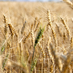 Field of wheat