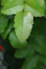 prickly leaves