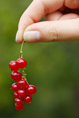 Hand hoding red currants
