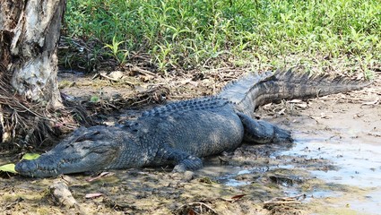 Obraz premium coccodrillo a Yellow River