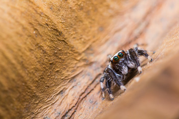 Jumper Spider on leaf