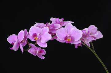 Fototapeta na wymiar Oddział różowa orchidea na czarnym tle