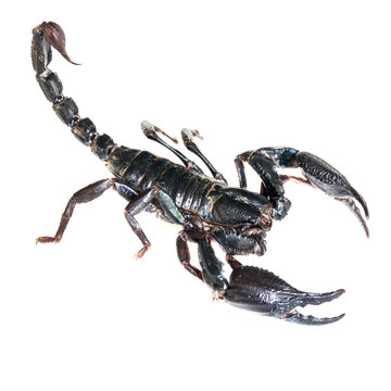 Black Scorpion on white background
