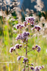 Oregano or marjoram - medicinal herb in the summer