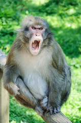 Monkey sitting on a wooden fence who screams with wide open maul and shows the teeth Bruellender Affe