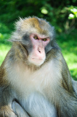 Zorniger Affe
