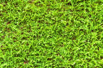 Hecke