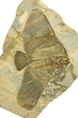 Fossilized long-finned bat fish. Eoplatax Papilio.