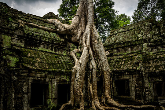 Tree of Ta Prohm, Angkor Wat