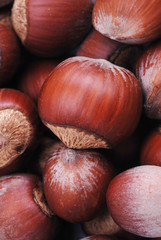 hazelnut in shell