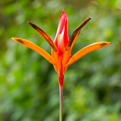 Fototapeta na wymiar Bird of Paradise kwiaty (Strelicja)