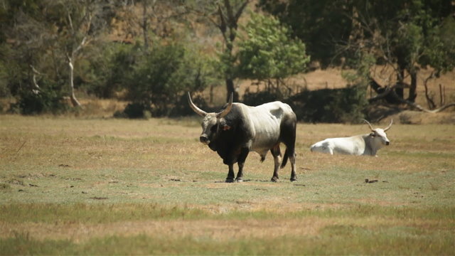 Bull Maremmana breed