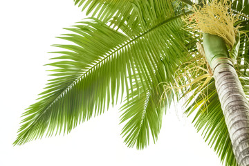 Plam tree on white