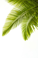 Palmblätter isoliert auf weiß