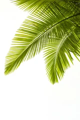 Keuken foto achterwand Palmboom Plam bladeren geïsoleerd op wit