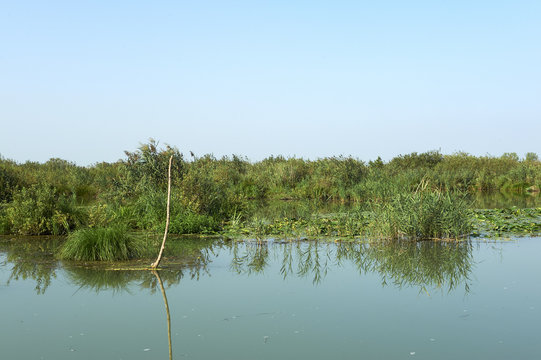 fiume micio