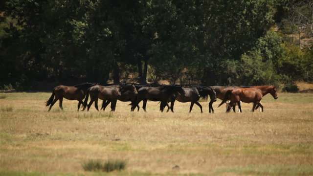 Horses