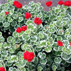 Bed of Red Geraniums