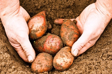 harvesting potatoes