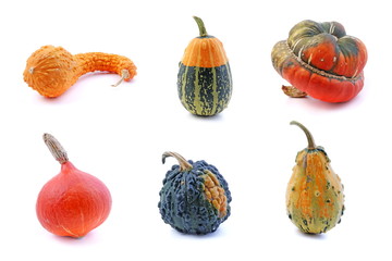 Gourds - kürbis