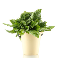 Green fresh basil in flowerpot, isolated on white. © Africa Studio