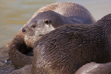 Fischotter siesta