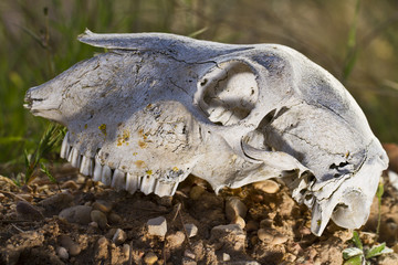 sheep skull
