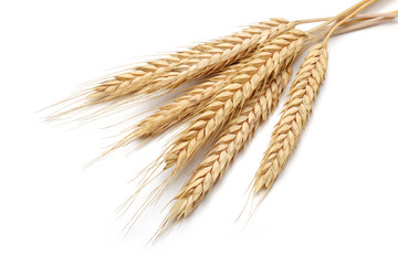 Bunch of yellow wheat ears isolated white background - obrazy, fototapety, plakaty