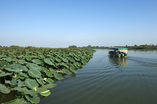fiume micio