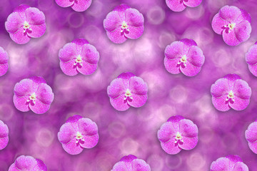 Orchid Blooms