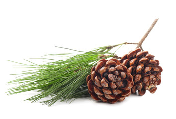 Pine cones on a white background