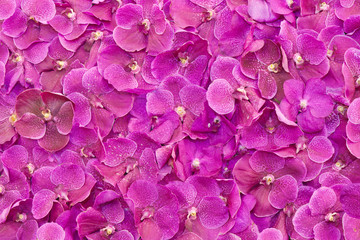 Fototapeta premium butterfly on flowers