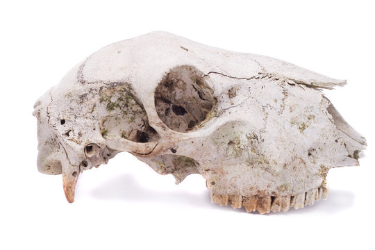 sheep skull