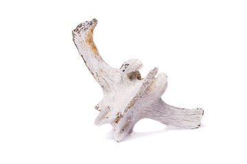 back spine bone of sheep
