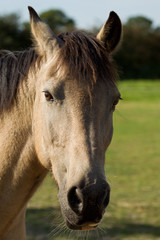 Obraz premium Portrait of a Connemara Pony