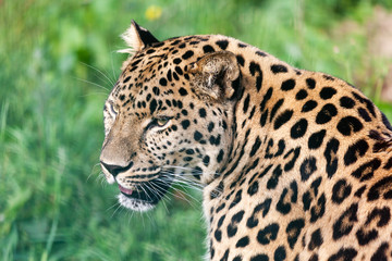Fototapeta na wymiar Szef Krótki Portret Piękna Amur Leopard