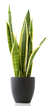 Houseplant - Sansevieria