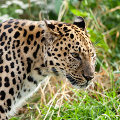Fototapeta na wymiar Head Shot Portret Adult Amur Leopard