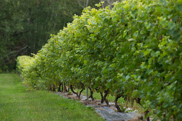 Vineyard