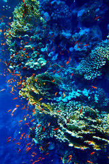 Fototapeta na wymiar Grupa koralowców wodzie ryb.